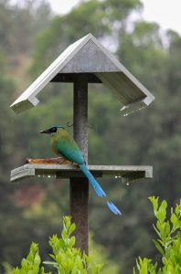 Comedor de aves