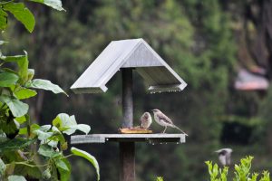 Comedor de aves