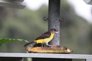 Comedor de aves